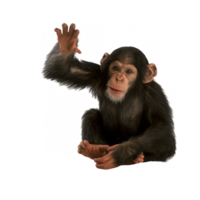 animals & Monkey free transparent png image.