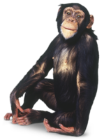 animals & Monkey free transparent png image.