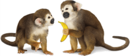 animals & Monkey free transparent png image.