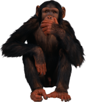 animals & monkey free transparent png image.