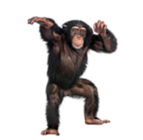 animals & Monkey free transparent png image.