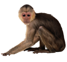 animals & monkey free transparent png image.