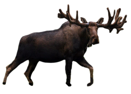 animals & Moose elk free transparent png image.