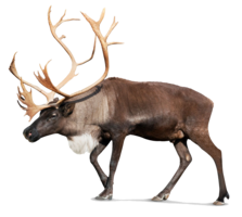 animals & moose elk free transparent png image.