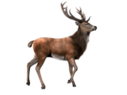 animals & moose elk free transparent png image.