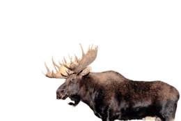 animals & Moose elk free transparent png image.