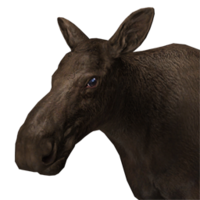 animals & Moose elk free transparent png image.