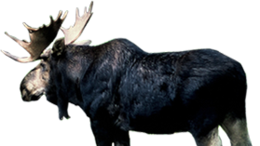 animals & Moose elk free transparent png image.