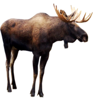 animals & Moose elk free transparent png image.