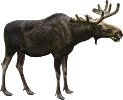 animals & moose elk free transparent png image.