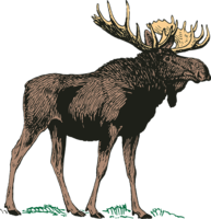 animals & Moose elk free transparent png image.