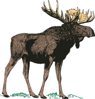 animals & moose elk free transparent png image.