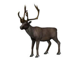 animals & Moose elk free transparent png image.