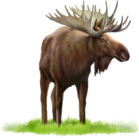 animals & Moose elk free transparent png image.