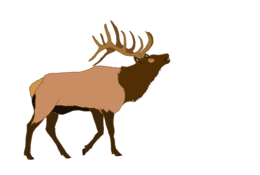 animals & moose elk free transparent png image.