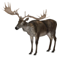 animals & Moose elk free transparent png image.