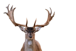 animals & Moose elk free transparent png image.