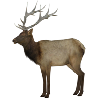 animals & Moose elk free transparent png image.