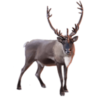 animals & Moose elk free transparent png image.