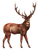 animals & moose elk free transparent png image.