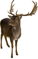 animals & Moose elk free transparent png image.