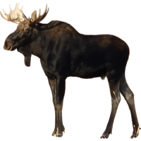 animals & moose elk free transparent png image.