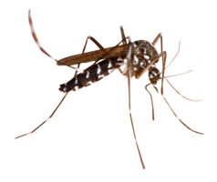 insects & mosquito free transparent png image.