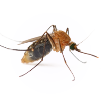 insects & mosquito free transparent png image.