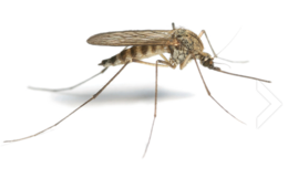 insects & Mosquito free transparent png image.