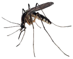 insects & mosquito free transparent png image.