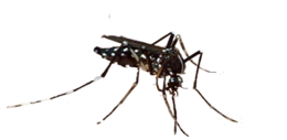 insects & mosquito free transparent png image.