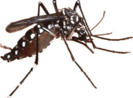 insects & Mosquito free transparent png image.