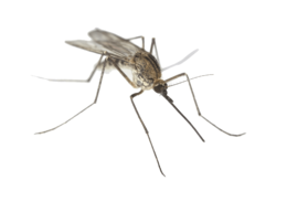 insects & mosquito free transparent png image.