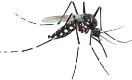 insects & Mosquito free transparent png image.