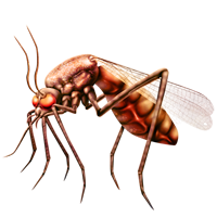 insects & Mosquito free transparent png image.