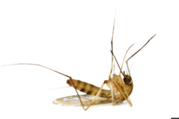 insects & mosquito free transparent png image.