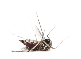 insects & mosquito free transparent png image.