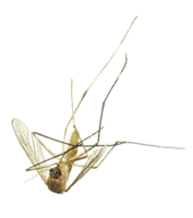 insects & Mosquito free transparent png image.