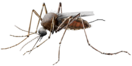 insects & Mosquito free transparent png image.