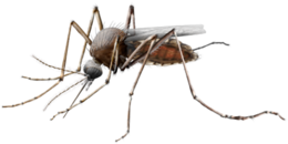 insects & mosquito free transparent png image.