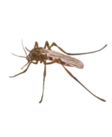 insects & mosquito free transparent png image.