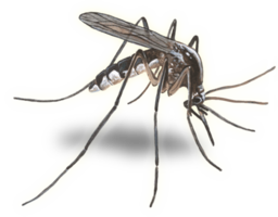 insects & mosquito free transparent png image.
