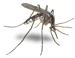 insects & Mosquito free transparent png image.