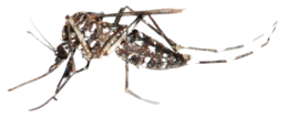 insects & Mosquito free transparent png image.