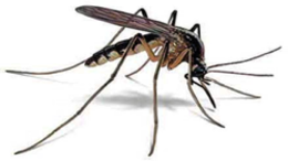 insects & mosquito free transparent png image.