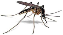 insects & Mosquito free transparent png image.