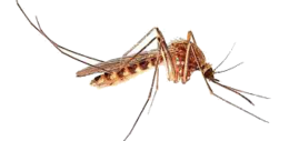 insects & Mosquito free transparent png image.