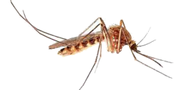 insects & mosquito free transparent png image.