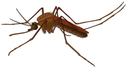 insects & Mosquito free transparent png image.