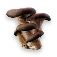 nature&Mushroom png image.